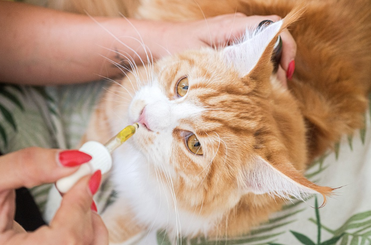 CBD oil for your pets