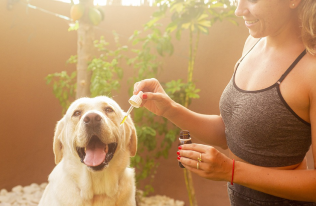 CBD oil is beneficial for pet's health