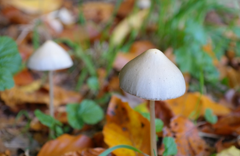 mushrooms