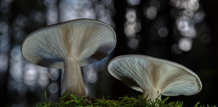 shrooms