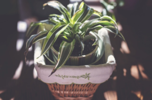 plants